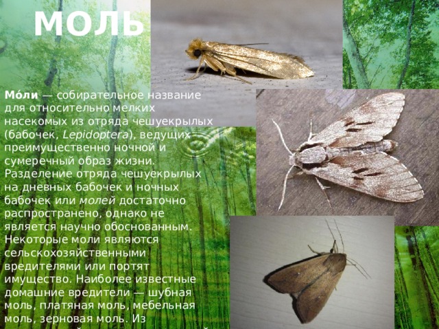 МОЛЬ Мо́ли  — собирательное название для относительно мелких насекомых из отряда чешуекрылых (бабочек,  Lepidoptera ), ведущих преимущественно ночной и сумеречный образ жизни. Разделение отряда чешуекрылых на дневных бабочек и ночных бабочек или  молей  достаточно распространено, однако не является научно обоснованным. Некоторые моли являются сельскохозяйственными вредителями или портят имущество. Наиболее известные домашние вредители — шубная моль, платяная моль, мебельная моль, зерновая моль. Из сельскохозяйственных вредителей особо можно выделить ячменного мотылька, а также ржаную, капустную и яблонную моль. 