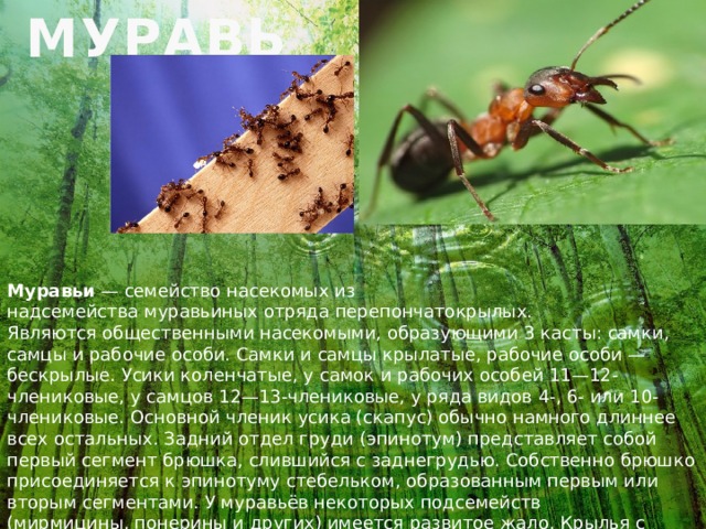 МУРАВЬИ Муравьи  — семейство насекомых из надсемейства муравьиных отряда перепончатокрылых. Являются общественными насекомыми, образующими 3 касты: самки, самцы и рабочие особи. Самки и самцы крылатые, рабочие особи — бескрылые. Усики коленчатые, у самок и рабочих особей 11—12-члениковые, у самцов 12—13-члениковые, у ряда видов 4-, 6- или 10-члениковые. Основной членик усика (скапус) обычно намного длиннее всех остальных. Задний отдел груди (эпинотум) представляет собой первый сегмент брюшка, слившийся с заднегрудью. Собственно брюшко присоединяется к эпинотуму стебельком, образованным первым или вторым сегментами. У муравьёв некоторых подсемейств (мирмицины, понерины и других) имеется развитое жало. Крылья с редуцированным жилкованием. 