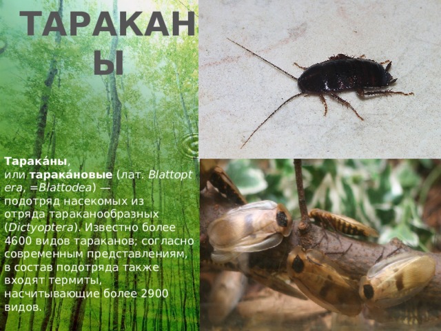 ТАРАКАНЫ Тарака́ны , или  тарака́новые  (лат.  Blattoptera , = Blattodea ) — подотряд насекомых из отряда тараканообразных ( Dictyoptera ). Известно более 4600 видов тараканов; согласно современным представлениям, в состав подотряда также входят термиты, насчитывающие более 2900 видов. 
