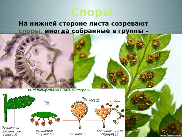 Споры  На нижней стороне листа созревают споры, иногда собранные в группы – сорусы.  