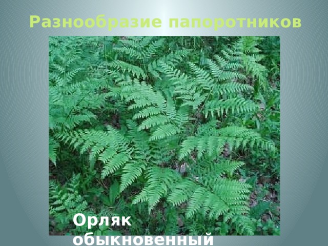 Разнообразие папоротников Орляк обыкновенный 