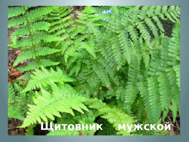 Щитовник мужской 