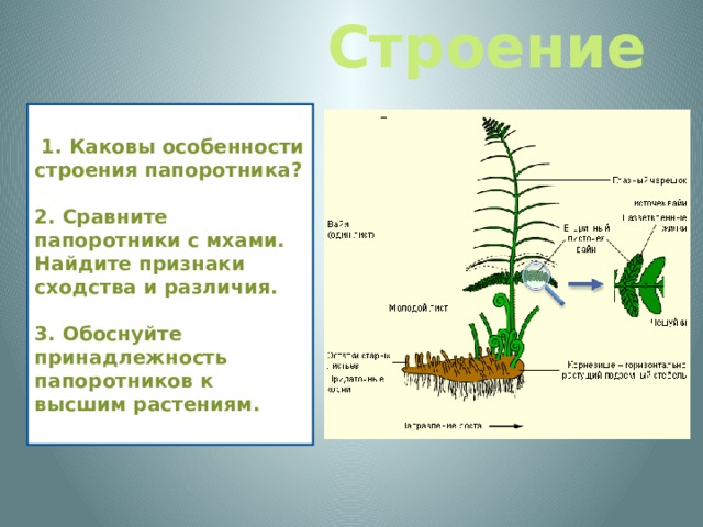 Строение Папоротниковидные – отдел высших растений, известный с девона. В отличие от моховидных папоротники имеют проводящую ткань , доставляющую воду и питательные вещества ко всем органам. У папоротников есть хорошо развитые листья и стебель , у многих - корневище ( с придаточными корнями ), однако нет ни цветков, ни семян.  1. Каковы особенности строения папоротника?  2. Сравните папоротники с мхами. Найдите признаки сходства и различия.  3. Обоснуйте принадлежность папоротников к высшим растениям. 