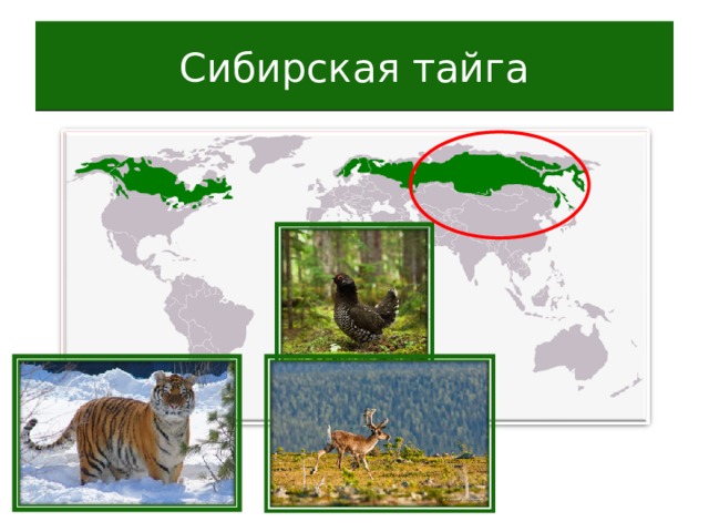 Сибирская тайга 