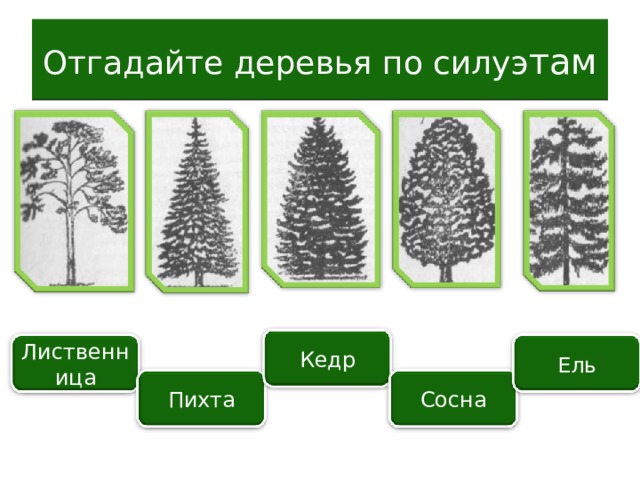 Отгадайте деревья по силуэ там Кедр Лиственница Ель Пихта Сосна 
