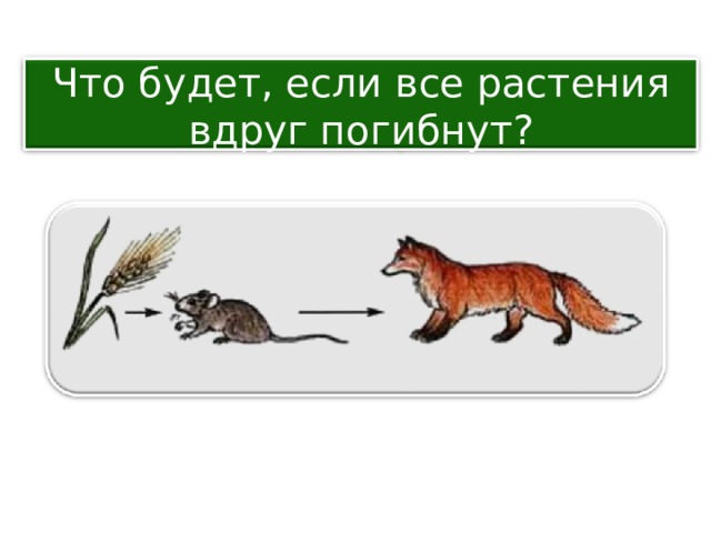 Что будет, если все растения вдруг погибнут? 