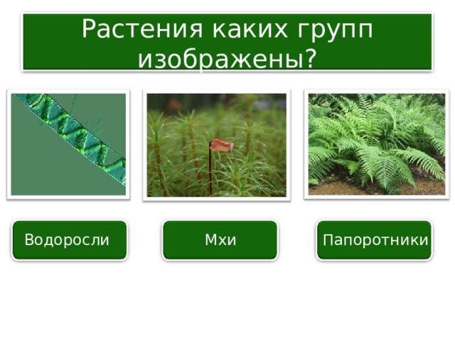 Растения каких групп изображены? Водоросли Мхи Папоротники 