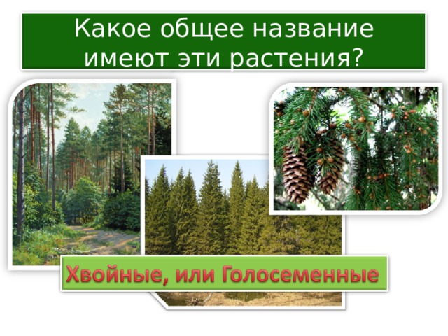 Какое общее название имеют эти растения? 
