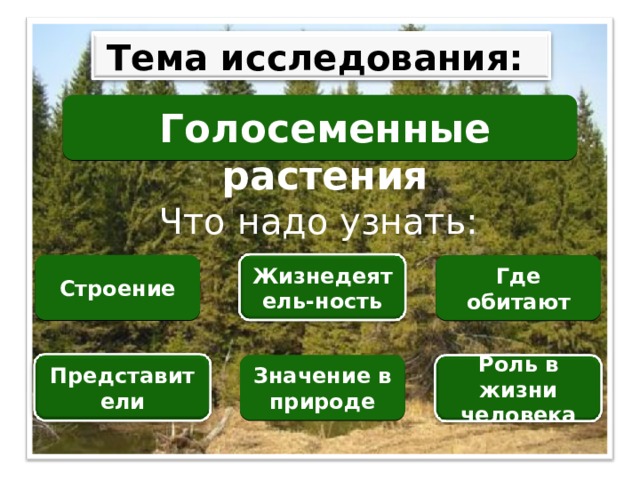 Тема исследования: Голосеменные растения Что надо узнать: Строение Где обитают Жизнедеятель-ность Значение в природе Представители Роль в жизни человека 