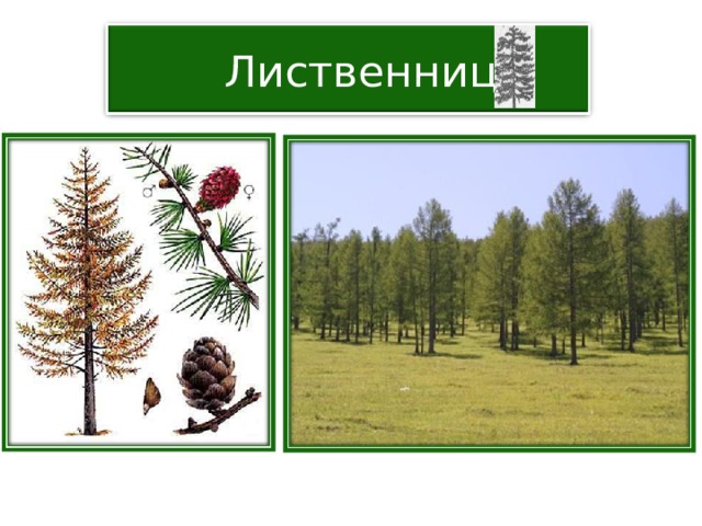  Лиственница 