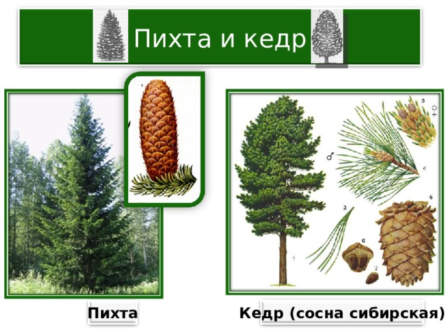 Пихта и кедр Пихта Кедр (сосна сибирская) 