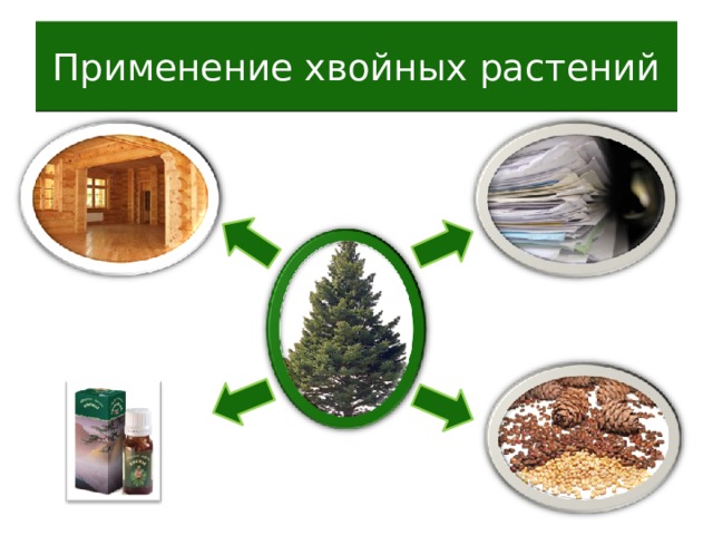 Применение хвойных растений 