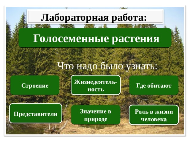 Лабораторная работа: Голосеменные растения Что надо было узнать: Строение Где обитают Жизнедеятель-ность Представители Значение в природе Роль в жизни человека 