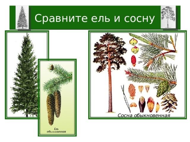 Сравните ель и сосну Сосна обыкновенная 