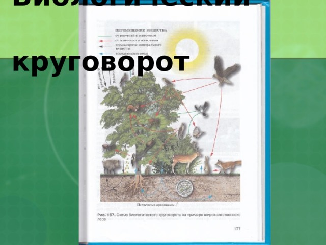 Биологический  круговорот 
