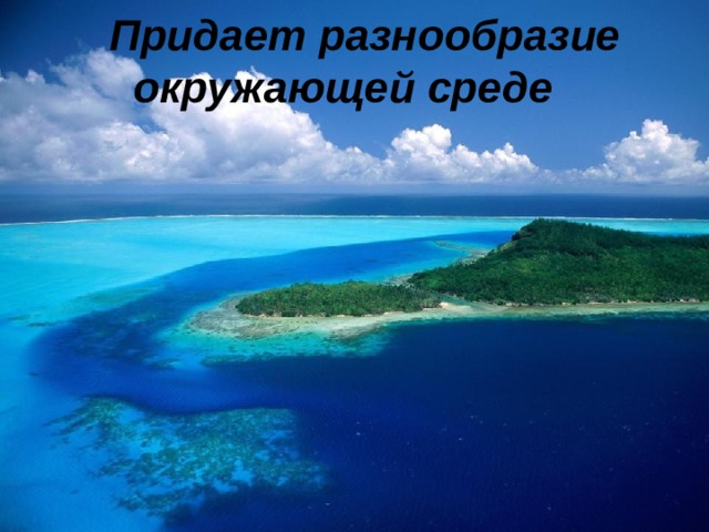  Придает разнообразие  окружающей среде 