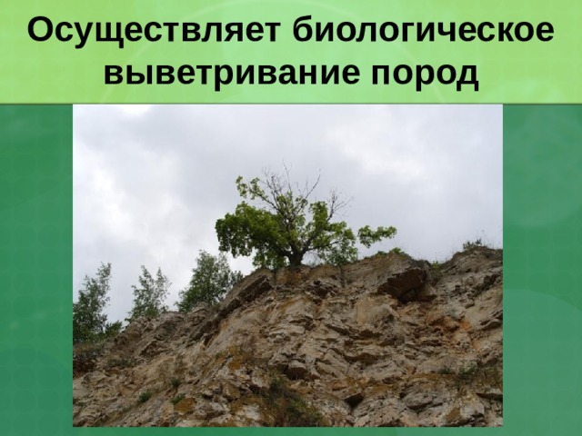 Осуществляет биологическое выветривание пород 