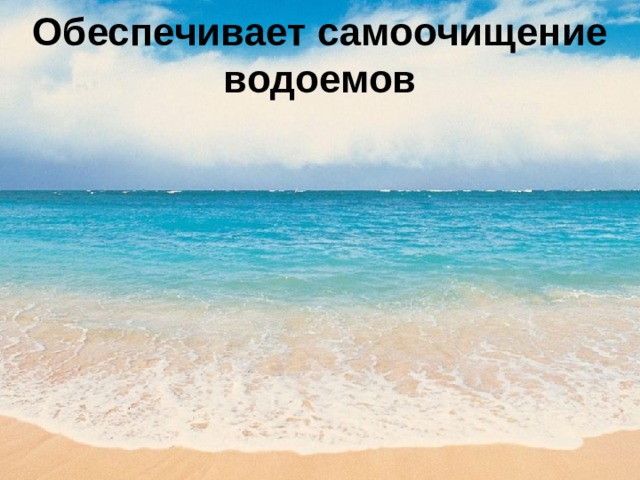 Обеспечивает самоочищение водоемов 