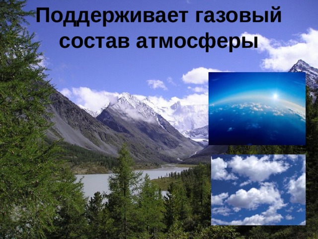 Поддерживает газовый состав атмосферы 