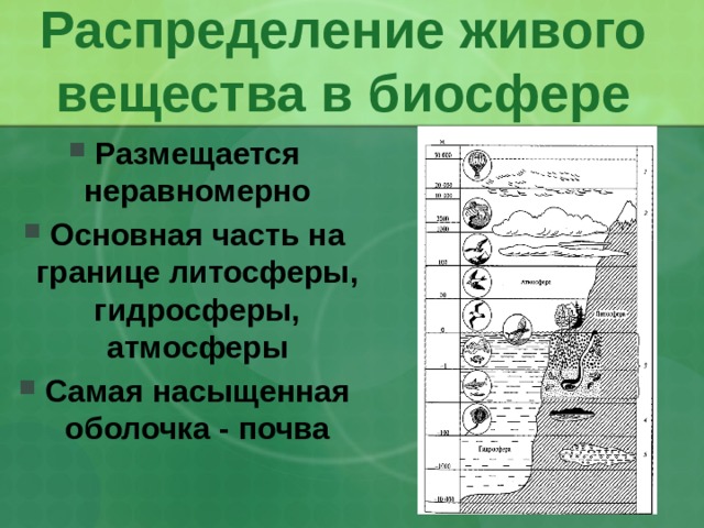 Распределение живого вещества в биосфере Размещается неравномерно Основная часть на границе литосферы, гидросферы, атмосферы Самая насыщенная оболочка - почва 