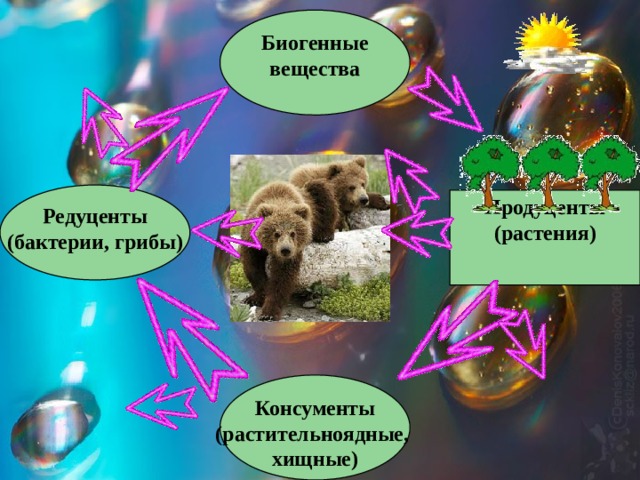 Биогенные вещества Редуценты (бактерии, грибы) Продуценты (растения) Консументы (растительноядные, хищные) 