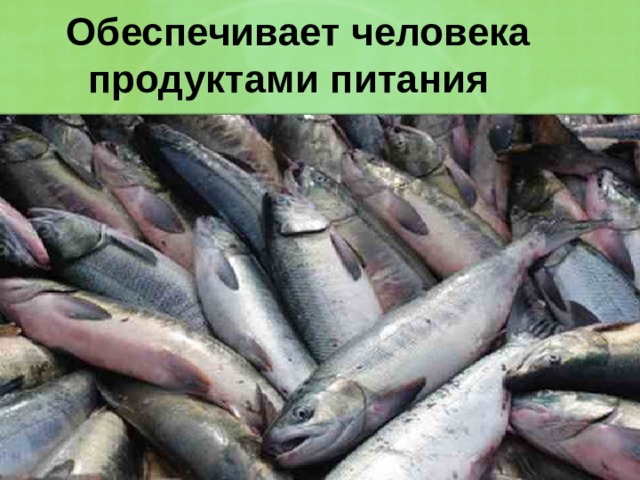  Обеспечивает человека  продуктами питания 