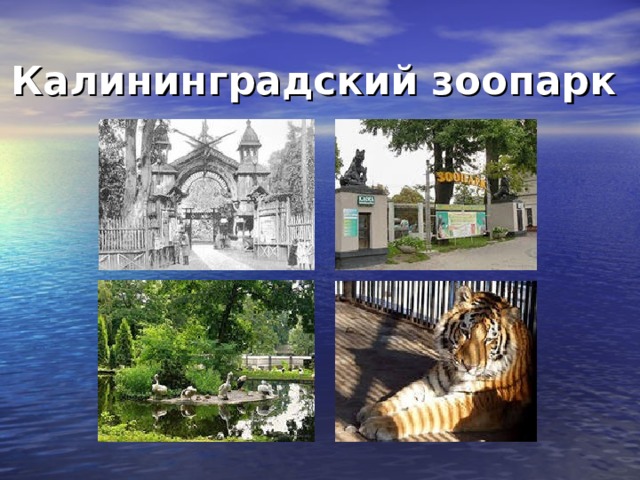 Калининградский зоопарк  
