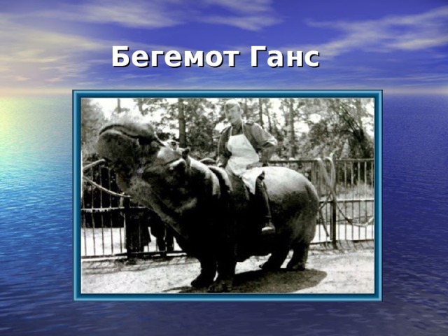 Бегемот Ганс  