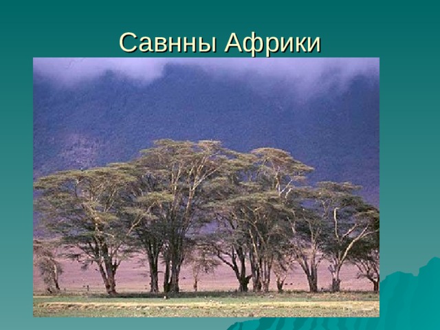 Савнны Африки 
