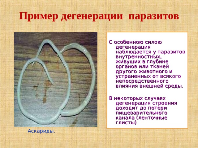 Пример дегенерации паразитов С особенною силою дегенерация наблюдается у паразитов внутренностных, живущих в глубине органов или тканей другого животного и устраненных от всякого непосредственного влияния внешней среды. В некоторых случаях дегенерация строения доходит до потери пищеварительного канала (ленточные глисты)  Аскариды. 