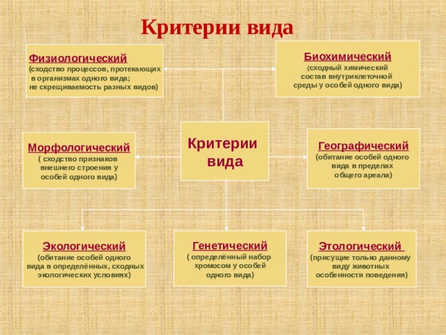Критерии вида Биохимический ( сходный химический состав внутриклеточной среды у особей одного вида) Физиологический (сходство процессов, протекающих  в организмах одного вида; не скрещиваемость разных видов) Критерии вида Географический (обитание особей одного вида в пределах общего ареала) Морфологический ( сходство признаков внешнего строения у особей одного вида) Этологический Генетический Экологический (присущие только данному виду животных особенности поведения) ( определённый набор хромосом у особей одного вида) (обитание особей одного  вида в определённых, сходных экологических условиях) 
