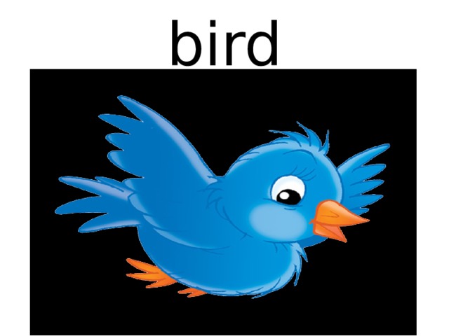 bird 