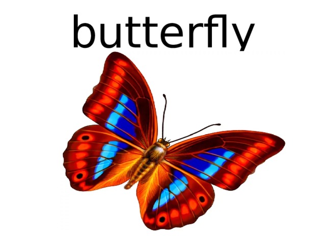 butterfly 