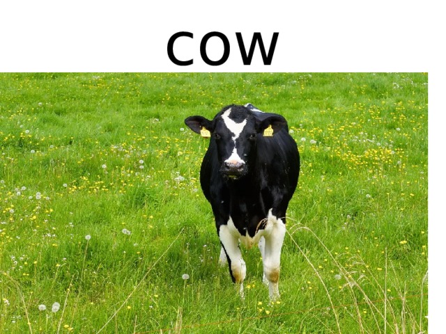 cow 