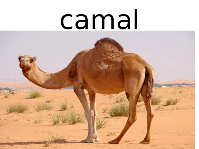 camal 