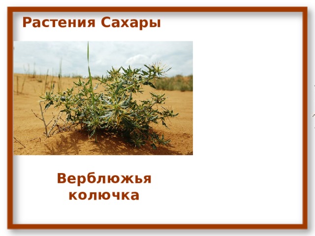 Растения Сахары Верблюжья колючка 