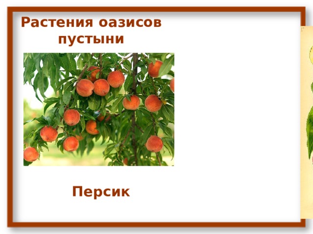 Растения оазисов пустыни Персик 