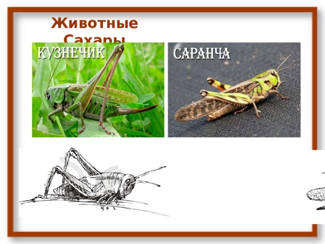 Животные Сахары 