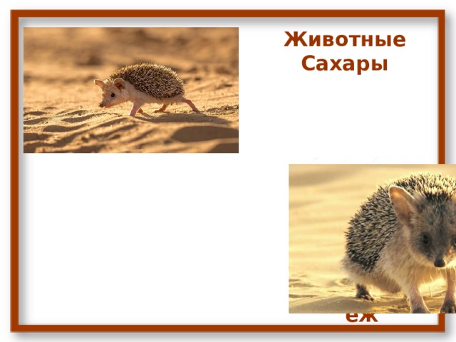Животные Сахары Ушастый ёж 
