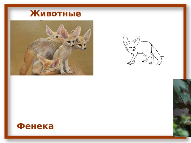 Животные Сахары Фенека 