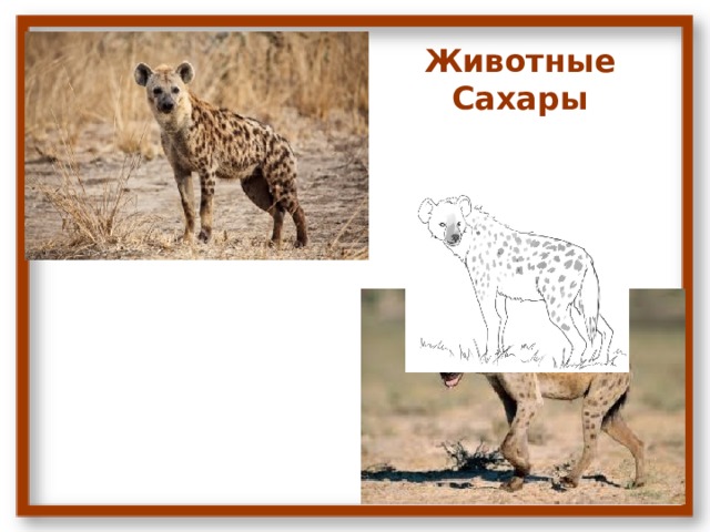 Животные Сахары Гиена 