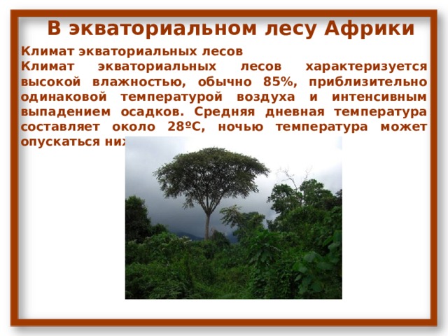 В экваториальном лесу Африки Климат экваториальных лесов Климат экваториальных лесов характеризуется высокой влажностью, обычно 85%, приблизительно одинаковой температурой воздуха и интенсивным выпадением осадков. Средняя дневная температура составляет около 28ºC, ночью температура может опускаться ниже 22ºC. 