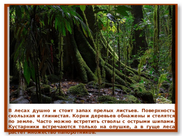В лесах душно и стоит запах прелых листьев. Поверхность скользкая и глинистая. Корни деревьев обнажены и стелятся по земле. Часто можно встретить стволы с острыми шипами. Кустарники встречаются только на опушке, а в гуще леса растёт множество папоротников. 