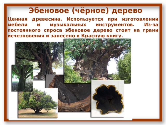 Эбеновое (чёрное) дерево Ценная древесина. Используется при изготовлении мебели и музыкальных инструментов. Из-за постоянного спроса эбеновое дерево стоит на грани исчезновения и занесено в Красную книгу. 