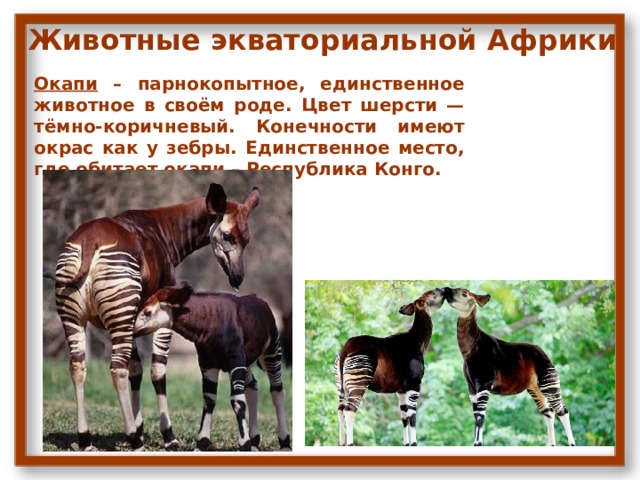  Животные экваториальной Африки Окапи – парнокопытное, единственное животное в своём роде. Цвет шерсти — тёмно-коричневый. Конечности имеют окрас как у зебры. Единственное место, где обитает окапи – Республика Конго. 