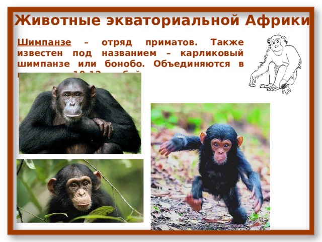 Животные экваториальной Африки  Шимпанзе – отряд приматов. Также известен под названием – карликовый шимпанзе или бонобо. Объединяются в группы по 10-12 особей 