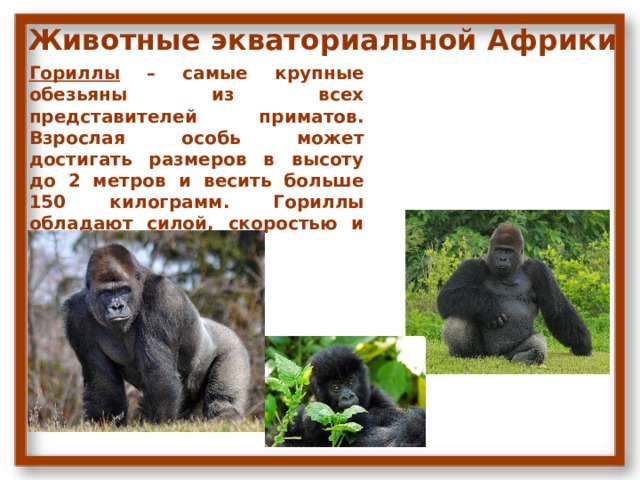 Животные экваториальной Африки Гориллы – самые крупные обезьяны из всех представителей приматов. Взрослая особь может достигать размеров в высоту до 2 метров и весить больше 150 килограмм. Гориллы обладают силой, скоростью и выносливостью. 
