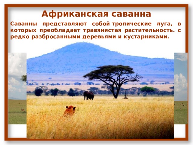 Африканская саванна Саванны представляют собой тропические луга, в которых преобладает травянистая растительность. с редко разбросанными деревьями и кустарниками. 