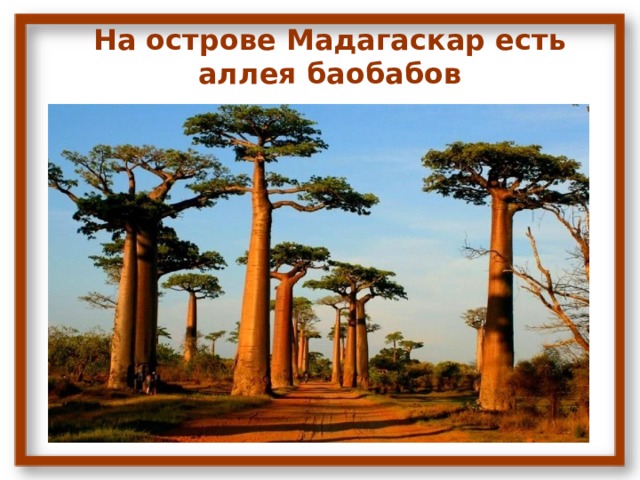 На острове Мадагаскар есть аллея баобабов 