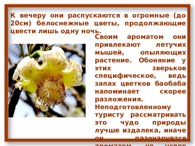 К вечеру они распускаются в огромные (до 20см) белоснежные цветы, продолжающие цвести лишь одну ночь. Своим ароматом они привлекают летучих мышей, опыляющих растение. Обоняние у этих зверьков специфическое, ведь запах цветков баобаба напоминает скорее разложения. Неподготовленному туристу рассматривать это чудо природы лучше издалека, иначе он разочаруется ароматом, не успев полюбоваться цветками. 